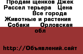 Продам щенков Джек Рассел терьера › Цена ­ 25 000 - Все города Животные и растения » Собаки   . Орловская обл.
